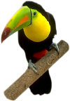 toucan